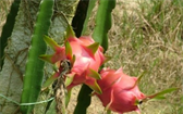 Exotická pitaya se dá vypěstovat doma