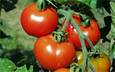 Odhalili jsme tajemství úspěšného pěstování rajčat!