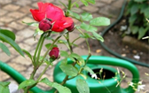 Jak chránit růže proti škůdcům 