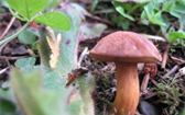 Houbařská sezóna začíná aneb jak pěstovat houby  