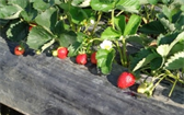 Pěstování jahod – vyzrajte na plíseň a hnilobu!   
