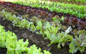 Střídání plodin v zeleninové zahradě 