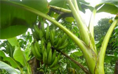 Jak pěstovat banánovník 