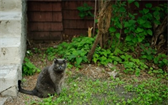 Kočky na zahradě 