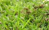 Provzdušňování trávníku podporuje jeho růst