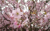 Japonská sakura si zaslouží pozornost