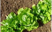 Hlávkový salát je klasický zeleninový druh