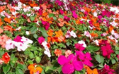 Impatiens má mnoho odrůd