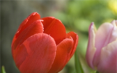 Nejvyšší čas zasadit cibulky tulipánů