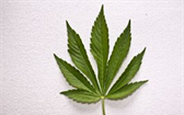 Jak pěstovat marihuanu 