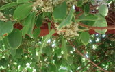 Kiwi na zahradu či terasu