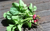 Ředkvičky můžete pěstovat na jaře i na podzim