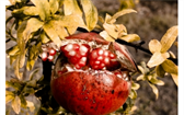 Granátová jablka. Lze je u nás pěstovat? 
