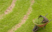 Travní koberec je živá alternativa trávníku
