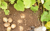 Jak na pěstování brambor 