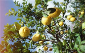 Zkuste pěstovat citrusy i vy