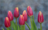 Zahradní tulipány