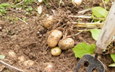 Jak pěstovat brambory  